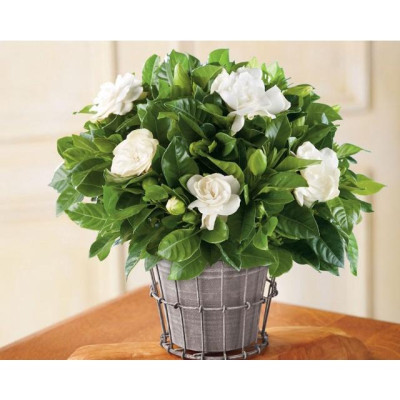 Cây Lài Tiểu Thư hoa thơm + tặng phân bón cho cây
