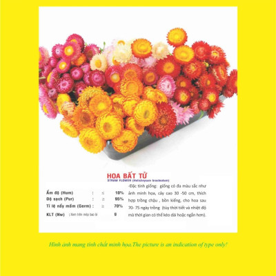 Hạt giống hoa bất tử nhiều màu VTP69
