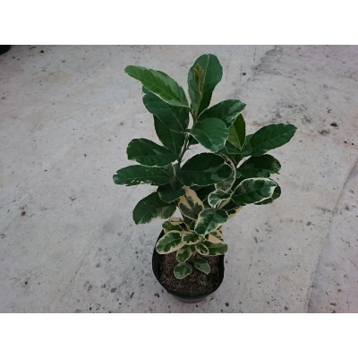 Cây Chanh Cẩm Thạch (Không hạt) - cây ăn quả + tặng phân bón cho cây