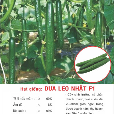 Hạt giống Dưa leo Nhật F1 quả to dài VTP112