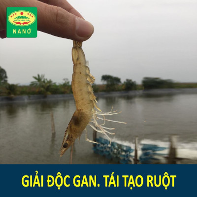 Chế phẩm sinh học VƯỜN SINH THÁI cho Tôm, Cá, Ếch. Nở ruột, chắc thịt, lớn nhanh. Vi sinh NANO siêu vượt trội. Hiệu quả ngay sau 5-7 ngày. HSD: 4 năm 