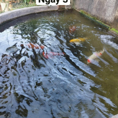 Đèn UV AQUA+ SUV 20-200W Diệt Tảo Khuẩn Hồ Cá, Nước Thải, Sinh Hoạt Tự Chìm