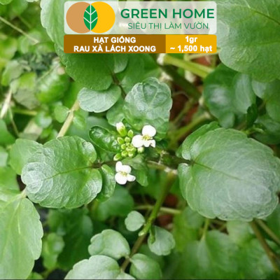 Hạt Giống Rau Xà Lách Xoong Greenhome, Gói 0.1g~1500 hạt, Dễ Trồng Quanh Năm, Độ Nảy Mầm Cao, Thu Hoạch Nhanh, Năng Suất Cao R01