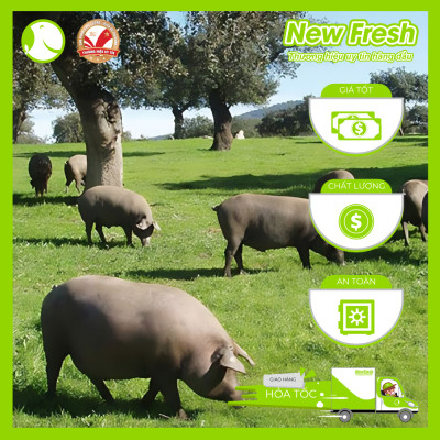 Lưỡi Heo Iberico Tây Ban Nha - Túi 1Kg