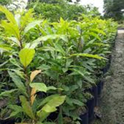 Cây lộc vừng hoa đỏ, cây cao 40-50cm