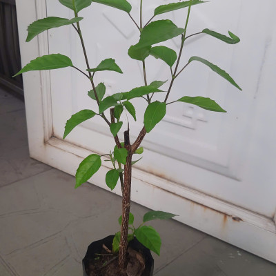 Cây lá cách, cây như hình