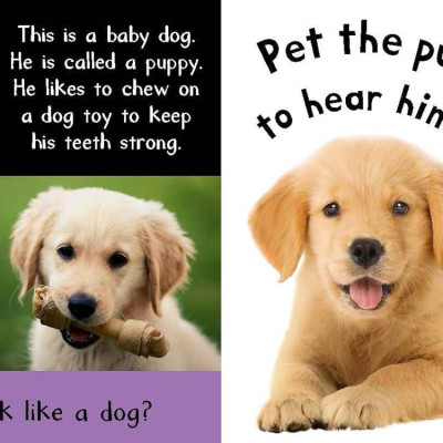 Sách ngoại văn: My First Touch And Feel Sound Book - Noisy Baby Animals