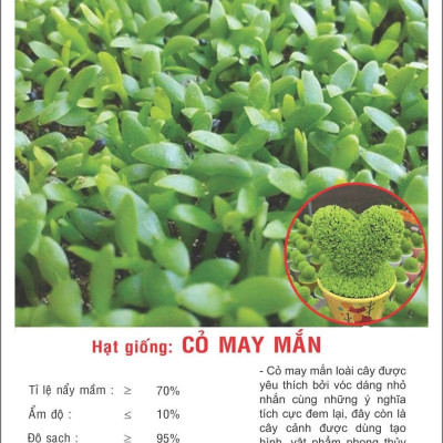 Hạt giống Cỏ May Mắn - Cỏ làm cảnh VTP164