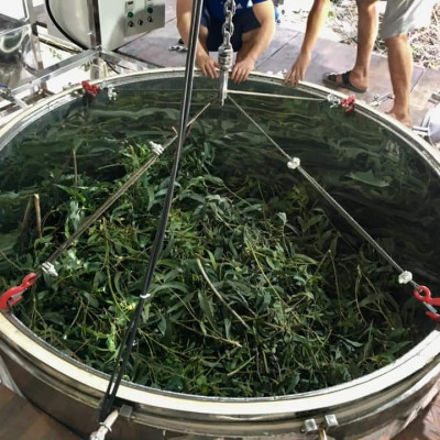 Tinh dầu Bạch Đàn Chanh 10ml Mộc Mây - tinh dầu thiên nhiên nguyên chất 100% - chất lượng và mùi hương vượt trội - Có kiểm định