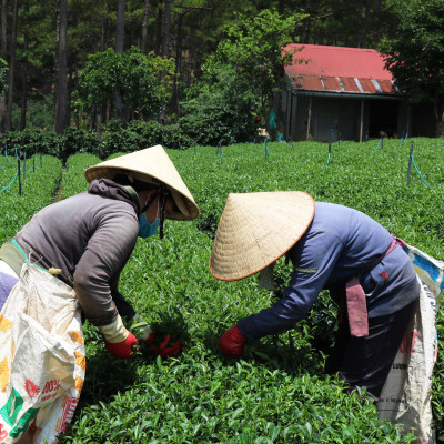 Trà Đen Nguyên Lá Đặc Biệt Dalat Farm - Hộp 100Gr