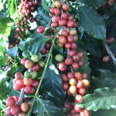 Cà Phê Nguyên Chất Baka - Moka (Hộp 500g)