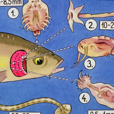 Đèn UV 150W AQUA SUV+ Diệt Khuẩn, Rêu Tảo Hồ Cá Koi , Xử Lý Nước Thải, Nước Sinh Hoạt Trong 7 Ngày