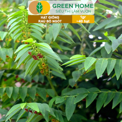 Hạt Giống Rau Bồ Ngót Greenhome, Gói 0,5g, Dễ Trồng Quanh Năm, Nảy Mầm Cao, Thu Hoạch Nhanh, Năng Suất Cao R18