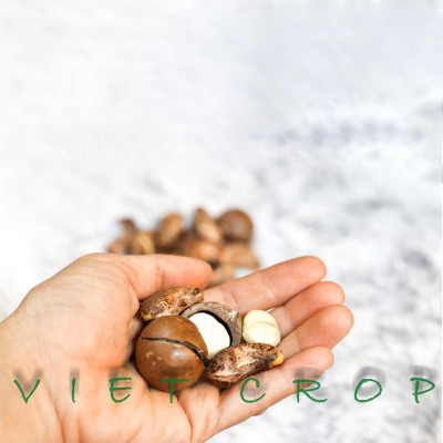 Hạt macca sấy nứt vỏ VIETCROP - hộp 500gr