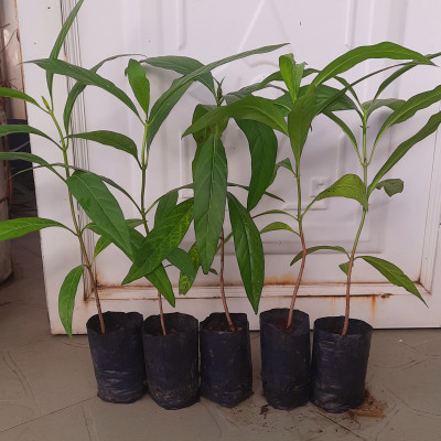 Combo 5 cây nhàu, chiều cao khoảng 25cm