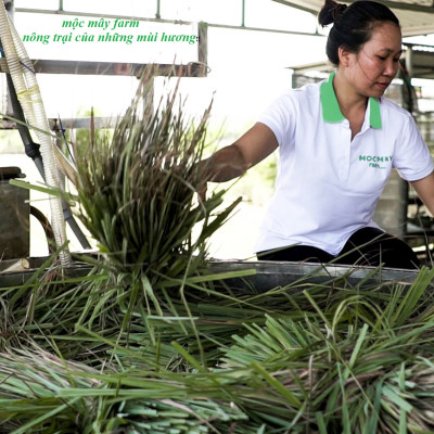 Tinh dầu Sả Chanh nguyên chất Mộc Mây - Xuất khẩu Châu Âu, xông phòng, khử mùi, thơm phòng, đuổi muỗi, thư giản