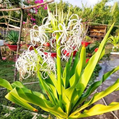 Cây đại tướng quân hoa trắng, cây náng hoa trắng