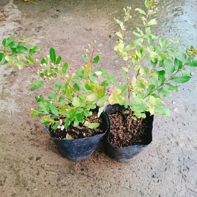 Cây tường vy hoa trắng - cây cảnh đẹp + tặng phân bón cho cây