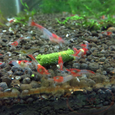 Thức ăn tép Tantora Bina Food rau chân vịt spinach cho cá tôm tép cảnh