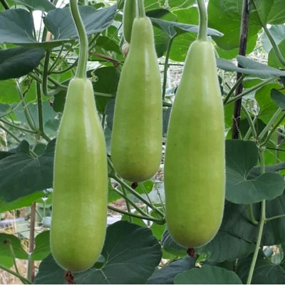 Hạt giống Bầu Xị lai F1 giống khỏe quả to VTP136