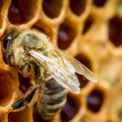 Xịt họng keo Ong Úc Vitatree Super Propolis Spray Complex with Honey 15+ Giúp bổ sung kháng khuẩn tự nhiê, Giảm đau rát viêm họng, ho, nhiệt lỡ miệng - OZ Slim Store