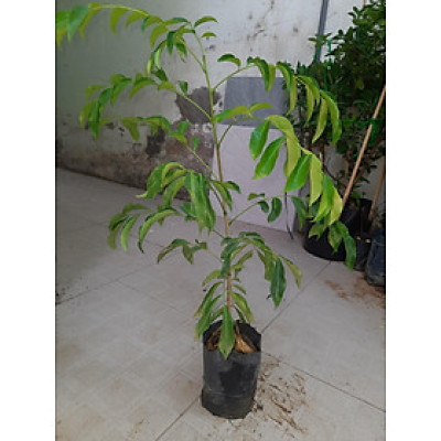 Cây mắc mật chiều cao 30-40cm