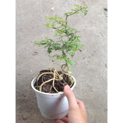 Cây Cần Thăng - Cây cảnh Bonsai + Tặng phân bón cho cây