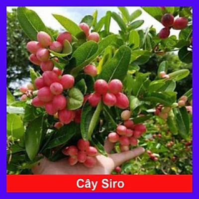 Cây Siro - Cây cảnh vườn + Tặng phân bón cho cây mau lớn