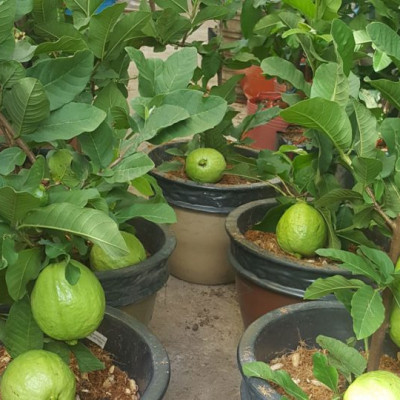 Đất trồng cây - Đất dinh dưỡng hữu cơ trồng cây đa dụng - Đất sạch cao cấpTiến Phát Miền Tây (5 dm3 ) - đất trồng sen đá