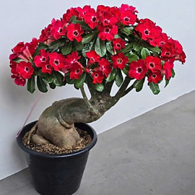 Hạt giống hoa sứ kép Bonsai Thái Lan - Bịch 10 hạt – Mã số 1584