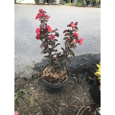 Cây tường vi huyết long - cây cảnh vườn + tặng phân bón cho cây