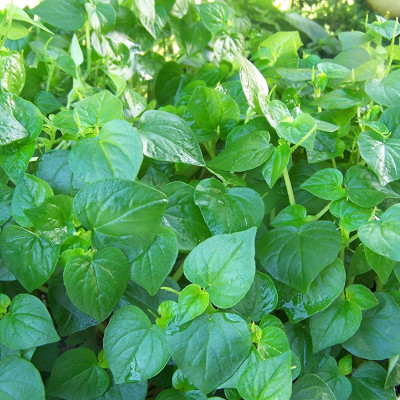 Hạt giống rau càng cua VTS79