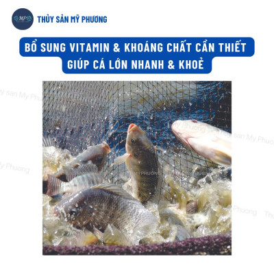 Thảo dược tăng đề kháng chống sốc Beta Glucan C tinh chất tỏi tăng cường chức năng gan vitamin c tôm thẻ cá lươn ếch ốc
