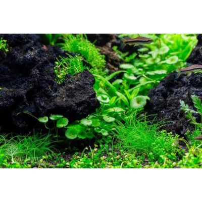 Đá Nham Thạch 2KG + Phân nền S.MEKONG túi 2KG cho hồ thủy sinh