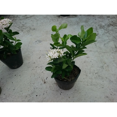 Cây Mẫu Đơn Trắng (Lá Trung) - cây bông trang trắng - cây cảnh vườn + tặng phân bón cho cây