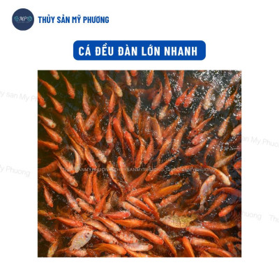 Thảo dược tăng đề kháng chống sốc Beta Glucan C tinh chất tỏi tăng cường chức năng gan vitamin c tôm thẻ cá lươn ếch ốc