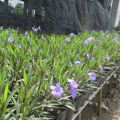Cây hoa chiều tím, 12-15 cây/chậu