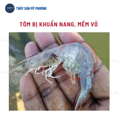 Khoáng trộn hữu cơ kích thích lột ngừa đục hoại tử cơ Premix N80 tăng cơ chắc thịt nặng cân tôm thẻ cá lươn ếch ốc ba ba