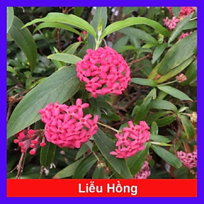 Cây Liễu Hồng - cây cảnh vườn + tặng phân bón cho cây mau lớn