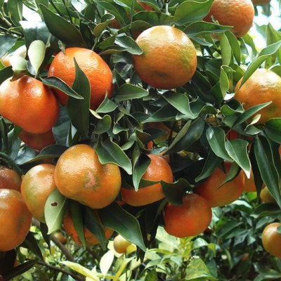 Tinh dầu Cam ngọt 50ml Mộc Mây - tinh dầu thiên nhiên nguyên chất 100% - chất lượng và mùi hương vượt trội