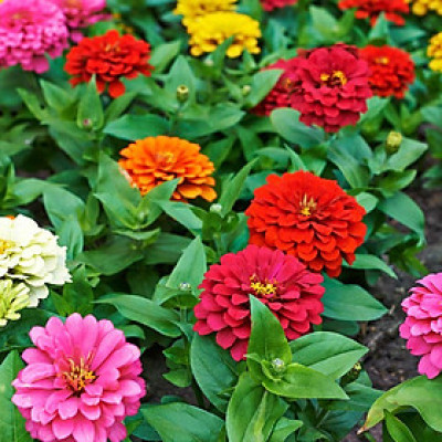 Hạt giống hoa cúc ngũ sắc Zinnia VTP73