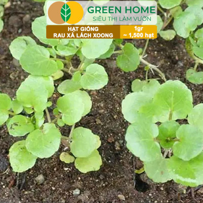 Hạt Giống Rau Xà Lách Xoong Greenhome, Gói 0.1g~1500 hạt, Dễ Trồng Quanh Năm, Độ Nảy Mầm Cao, Thu Hoạch Nhanh, Năng Suất Cao R01