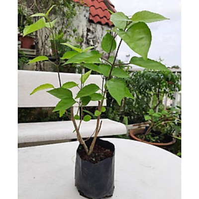 Cây lá cách ( Lá vọng cách)