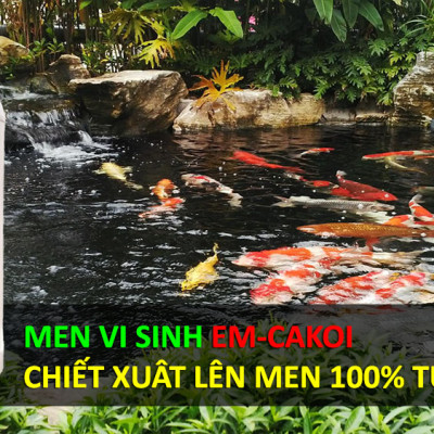 Chế phẩm EM xử lý ao hồ nuôi Cá Koi, Cá Cảnh - Làm trong sạch nguồn nước - Ức chế tảo lam - Khử mùi hôi tanh - Vi sinh gốc lên men 100% Tự Nhiên