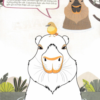 Combo Bé Tô Màu Capybara + Kuromi (HA) (Bộ 4 Cuốn)