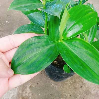 Cây Phúc Lộc Thọ - cây phong thủy mang đến tài lộc