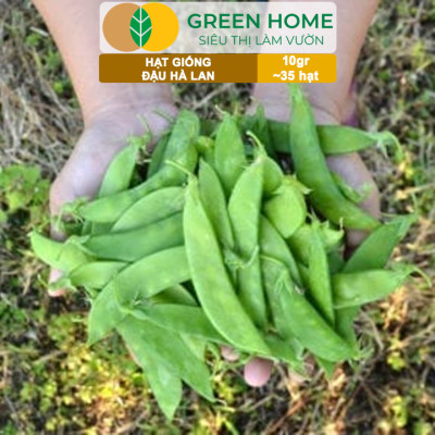 Hạt Giống Đậu Hà Lan Greenhome, Gói 10gr~35 hạt, Dễ Trồng, Nảy Mầm Cao, Thu Hoạch Nhanh, Năng Suất Cao T18