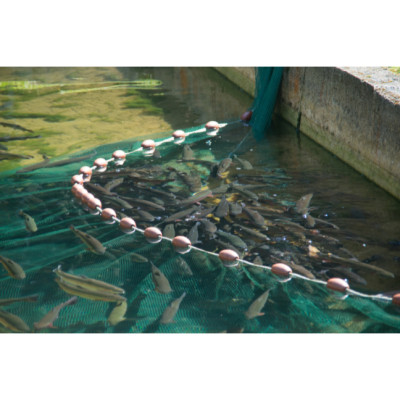 Dung Dịch Khử Khuẩn Ao Cá Nano Bạc Hoàng Gia - Phòng Bệnh, An Toàn Cho Vật Nuôi & Môi Trường