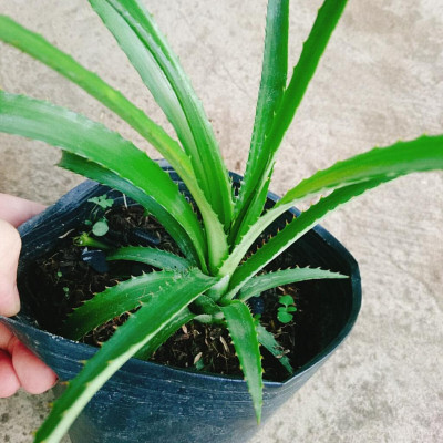 Cây dứa kiểng - cây thơm baby + tặng phân bón