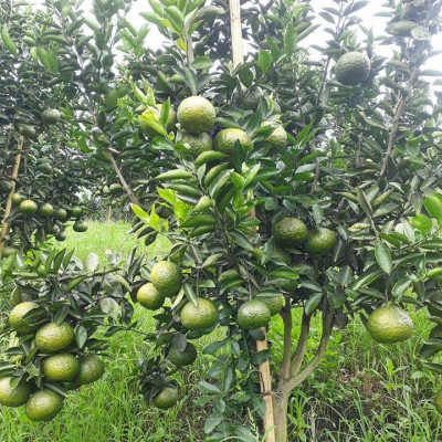 Tinh dầu Cam ngọt 50ml Mộc Mây - tinh dầu thiên nhiên nguyên chất 100% - chất lượng và mùi hương vượt trội